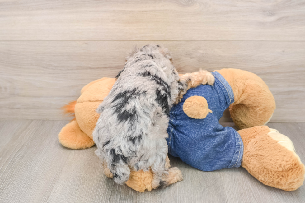 Playful Poodle Baby