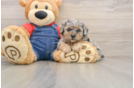 Funny Poodle Baby