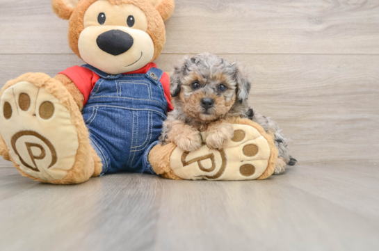 Funny Poodle Baby