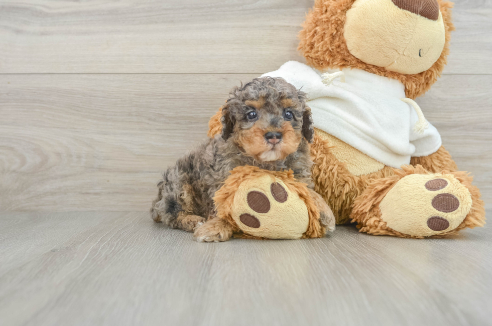 5 week old Poodle Puppy For Sale - Florida Fur Babies