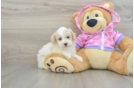 Energetic Toy Poodle Purebred Puppy