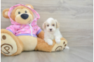 Cute Toy Poodle Purebred Puppy