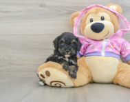 8 week old Poodle Puppy For Sale - Florida Fur Babies