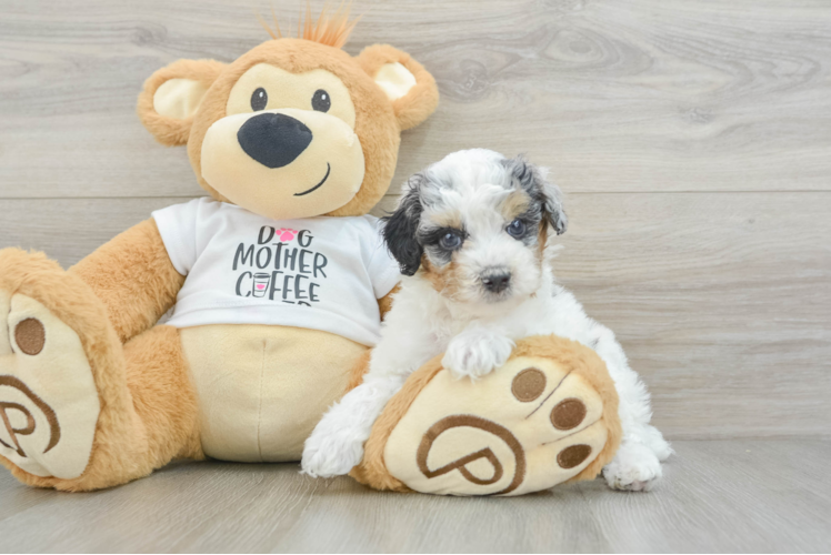 Friendly Poodle Baby