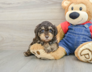 6 week old Poodle Puppy For Sale - Florida Fur Babies