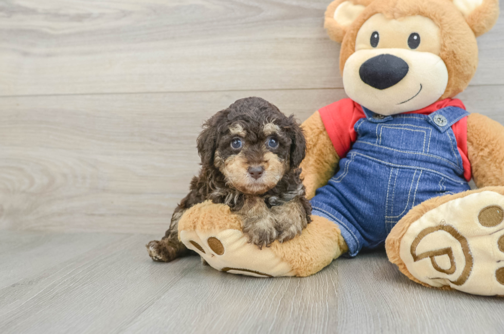 5 week old Poodle Puppy For Sale - Florida Fur Babies