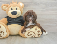 6 week old Poodle Puppy For Sale - Florida Fur Babies