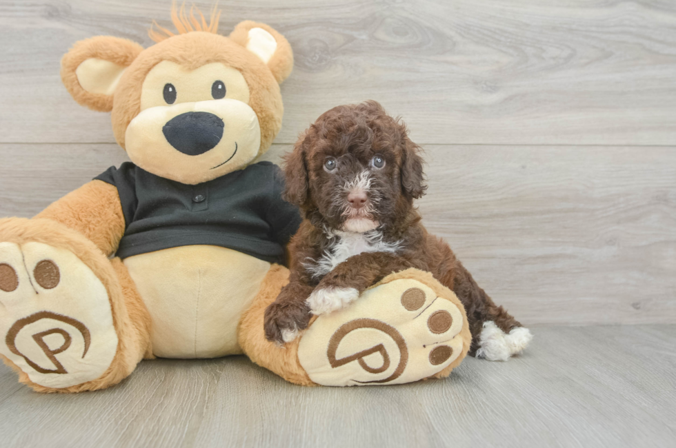5 week old Poodle Puppy For Sale - Florida Fur Babies