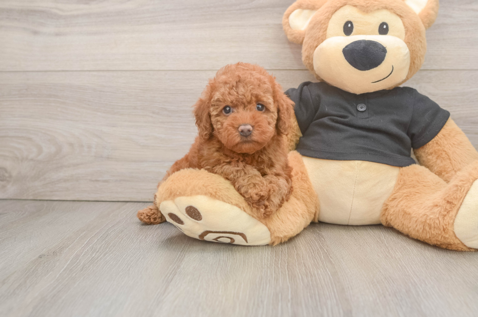 5 week old Poodle Puppy For Sale - Florida Fur Babies