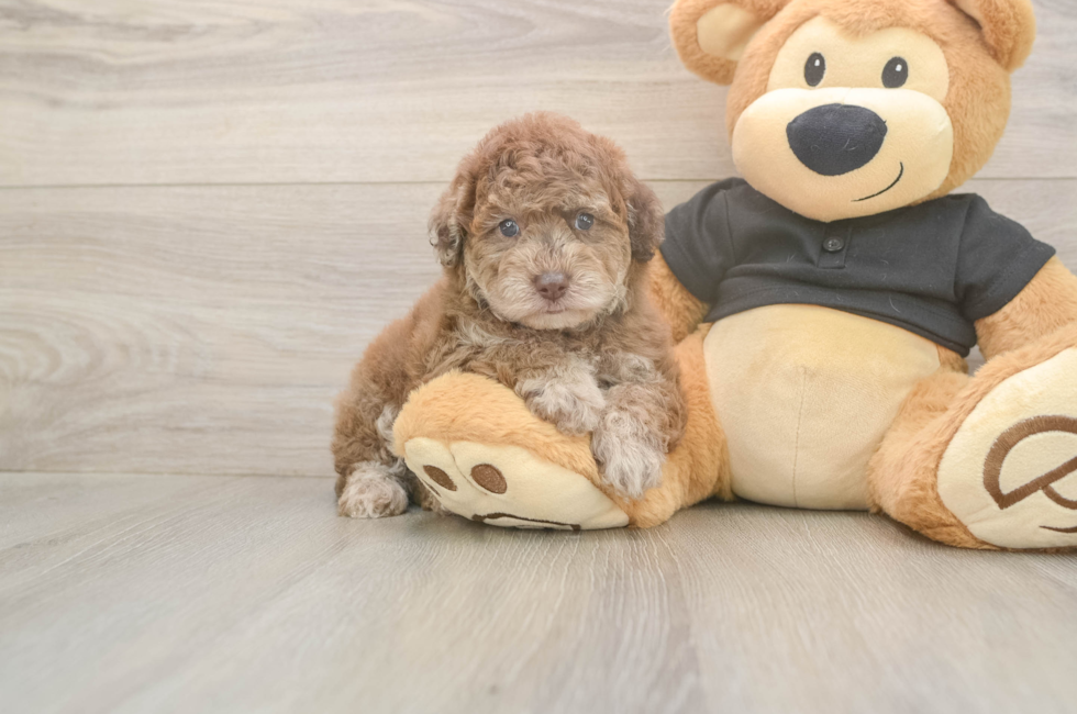 6 week old Poodle Puppy For Sale - Florida Fur Babies