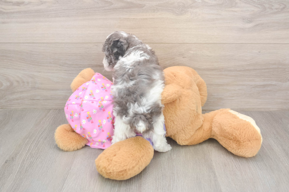 Hypoallergenic Poodle Baby