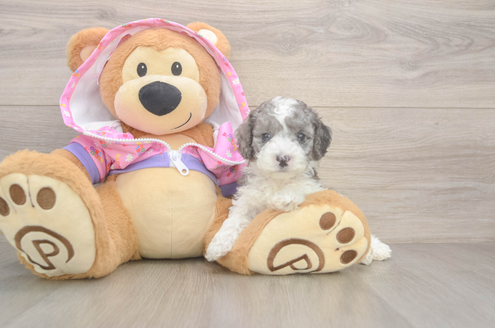 5 week old Poodle Puppy For Sale - Florida Fur Babies