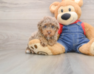 7 week old Poodle Puppy For Sale - Florida Fur Babies