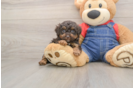 Cute Pudel Purebred Puppy