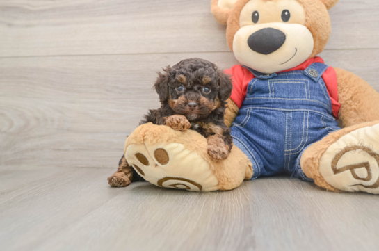 Cute Pudel Purebred Puppy