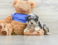 8 week old Poodle Puppy For Sale - Florida Fur Babies