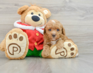 5 week old Poodle Puppy For Sale - Florida Fur Babies