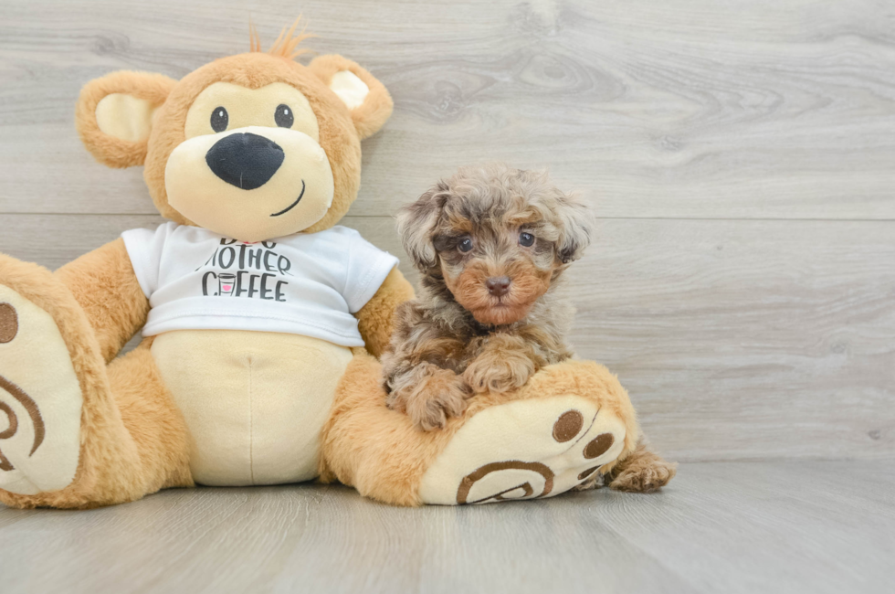 5 week old Poodle Puppy For Sale - Florida Fur Babies