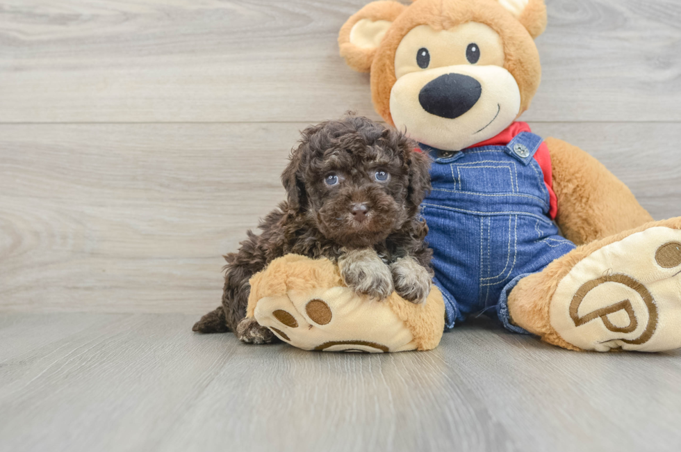 5 week old Poodle Puppy For Sale - Florida Fur Babies