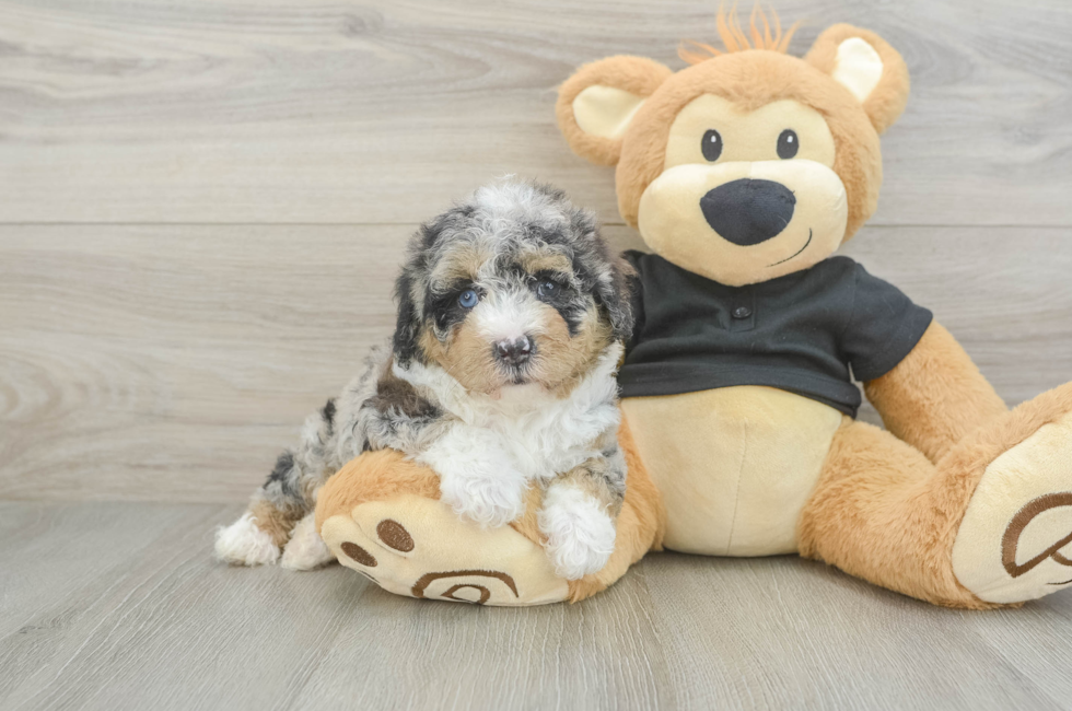 5 week old Poodle Puppy For Sale - Florida Fur Babies