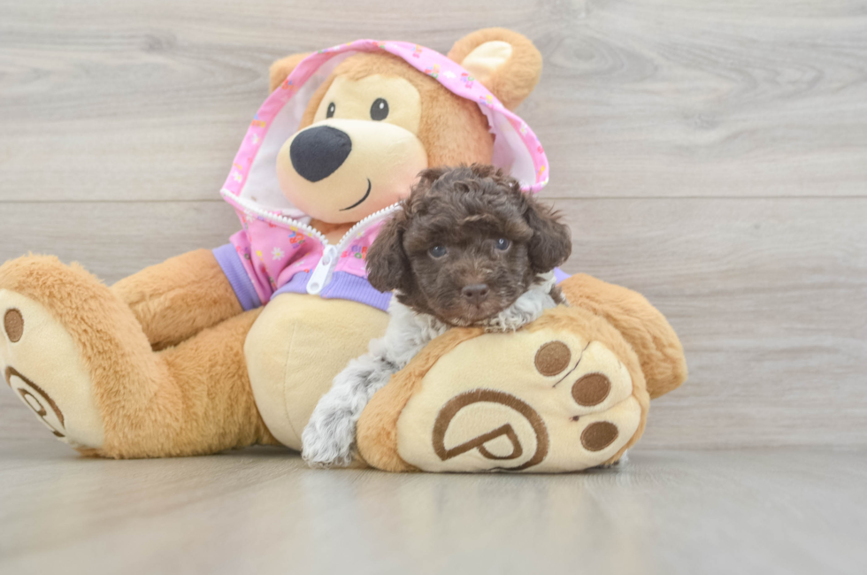 5 week old Poodle Puppy For Sale - Florida Fur Babies
