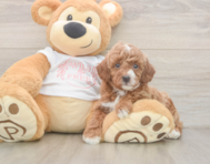 5 week old Poodle Puppy For Sale - Florida Fur Babies