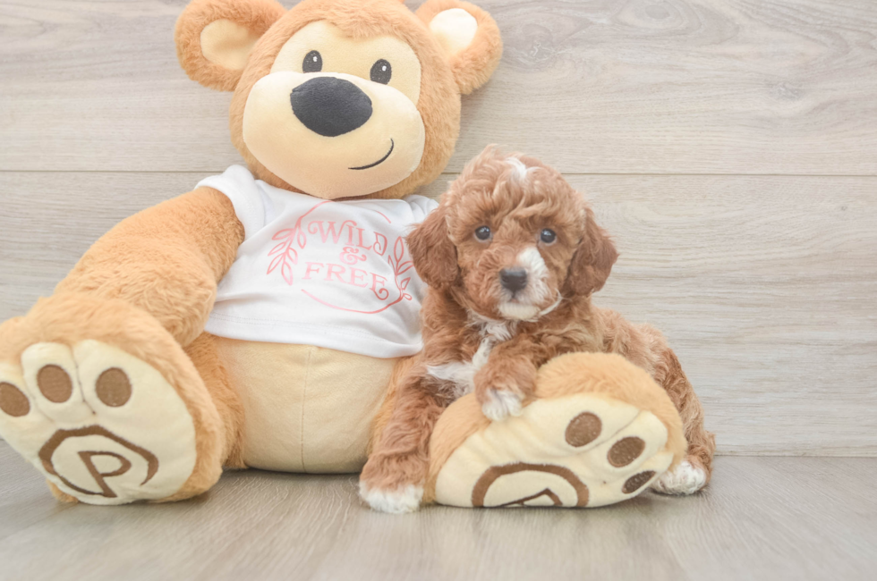 5 week old Poodle Puppy For Sale - Florida Fur Babies