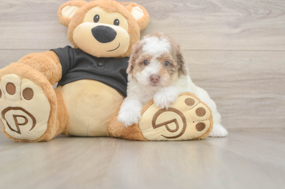 6 week old Poodle Puppy For Sale - Florida Fur Babies