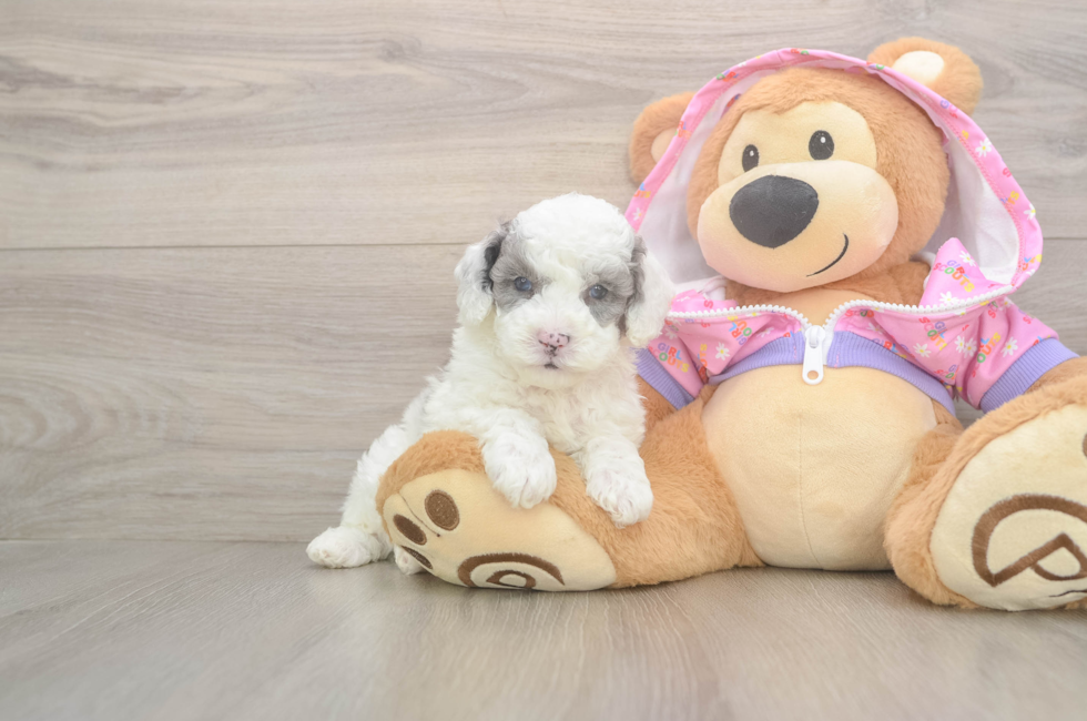 5 week old Poodle Puppy For Sale - Florida Fur Babies