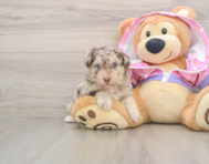 5 week old Poodle Puppy For Sale - Florida Fur Babies