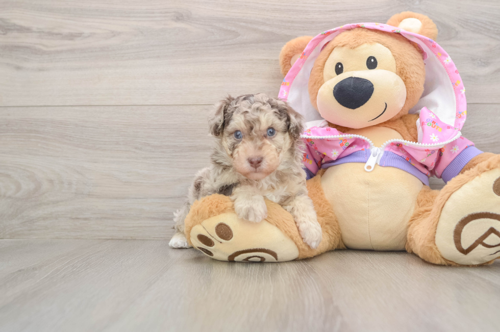 5 week old Poodle Puppy For Sale - Florida Fur Babies