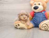 7 week old Poodle Puppy For Sale - Florida Fur Babies