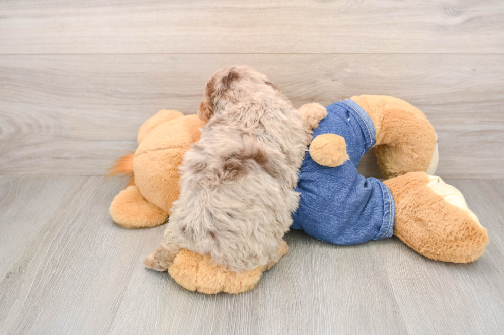 Akc Registered Poodle Baby