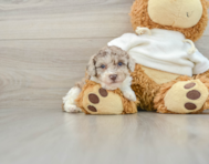 7 week old Poodle Puppy For Sale - Florida Fur Babies