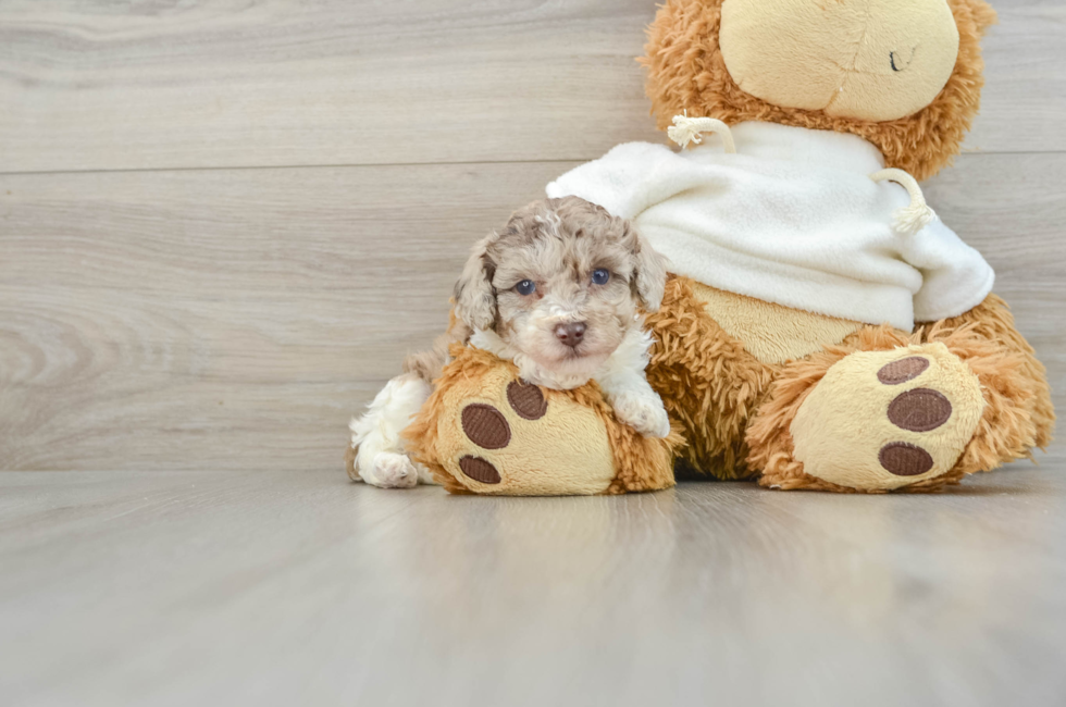 7 week old Poodle Puppy For Sale - Florida Fur Babies