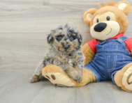 7 week old Poodle Puppy For Sale - Florida Fur Babies