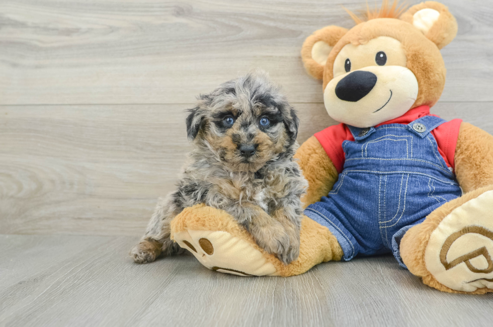 6 week old Poodle Puppy For Sale - Florida Fur Babies