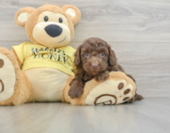 7 week old Poodle Puppy For Sale - Florida Fur Babies