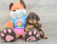 6 week old Poodle Puppy For Sale - Florida Fur Babies