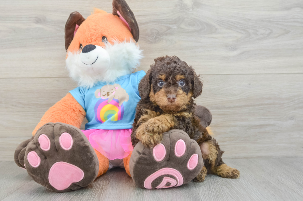 5 week old Poodle Puppy For Sale - Florida Fur Babies
