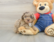 6 week old Poodle Puppy For Sale - Florida Fur Babies