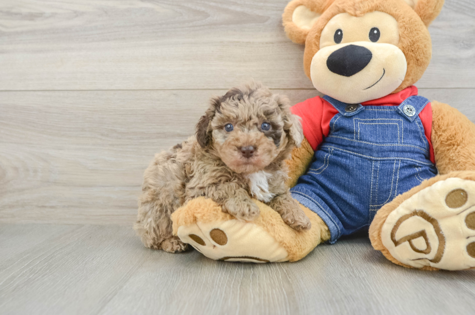 6 week old Poodle Puppy For Sale - Florida Fur Babies