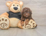 6 week old Poodle Puppy For Sale - Florida Fur Babies