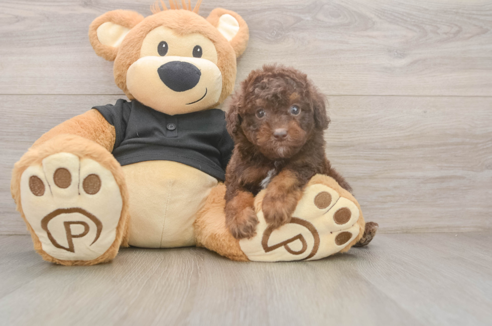 5 week old Poodle Puppy For Sale - Florida Fur Babies