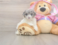 8 week old Poodle Puppy For Sale - Florida Fur Babies