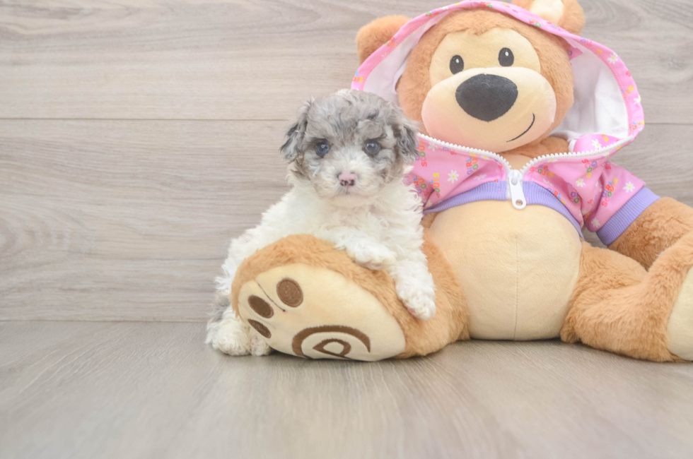 5 week old Poodle Puppy For Sale - Florida Fur Babies