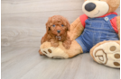 Best Poodle Baby