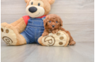 Poodle Puppy for Adoption
