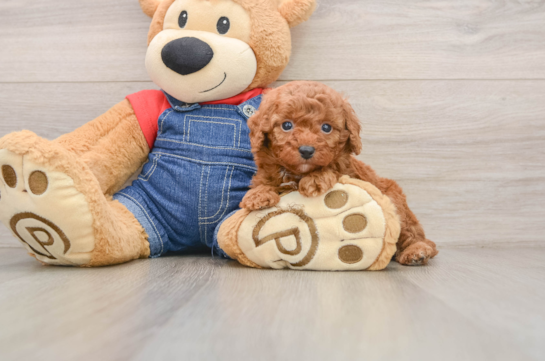 Poodle Puppy for Adoption