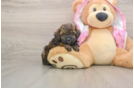 Small Poodle Purebred Pup